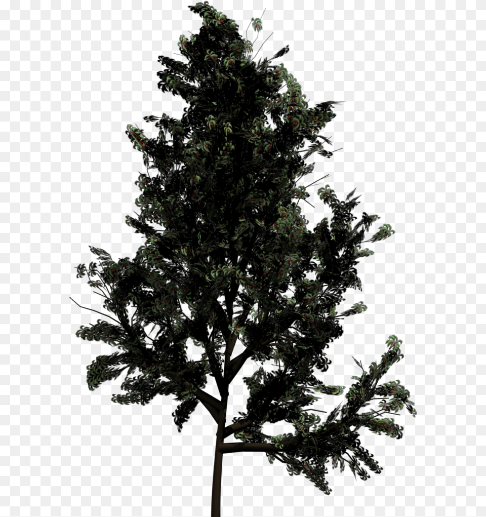 Pine Tree Silhouette Top View Of Trees, Conifer, Fir, Plant, Nature Png