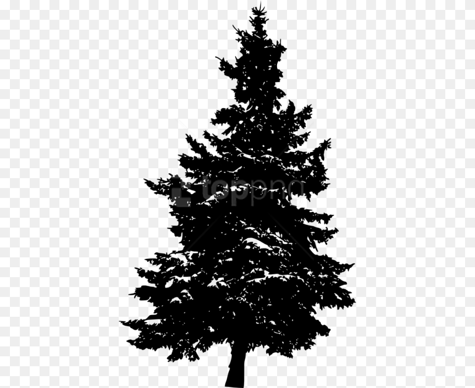 Pine Tree Silhouette Transparent Background, Fir, Plant Png