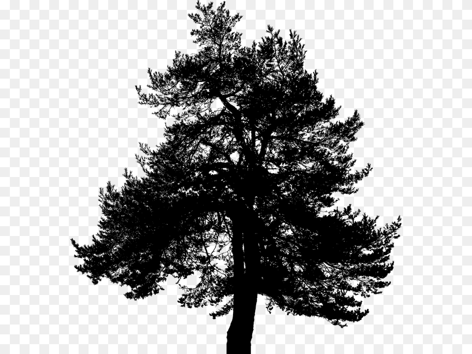 Pine Tree Silhouette Vector Graphics, Gray Free Png Download