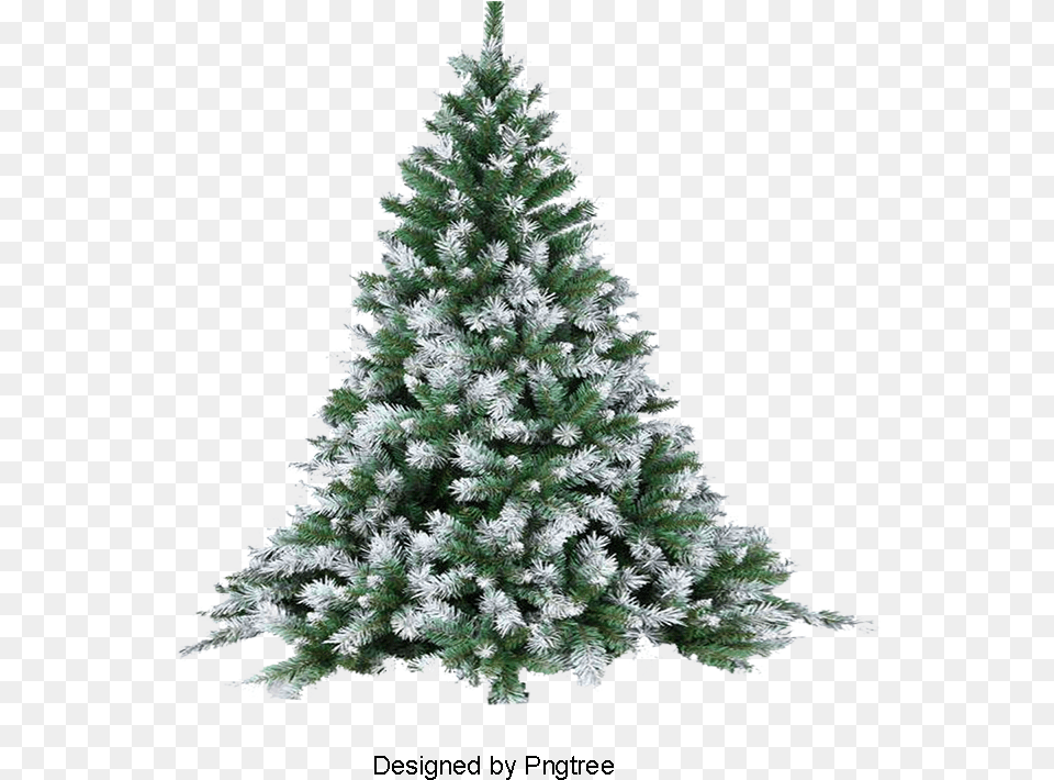 Pine Tree Snow Christmas Tree With White Snow, Plant, Christmas Decorations, Festival, Christmas Tree Png