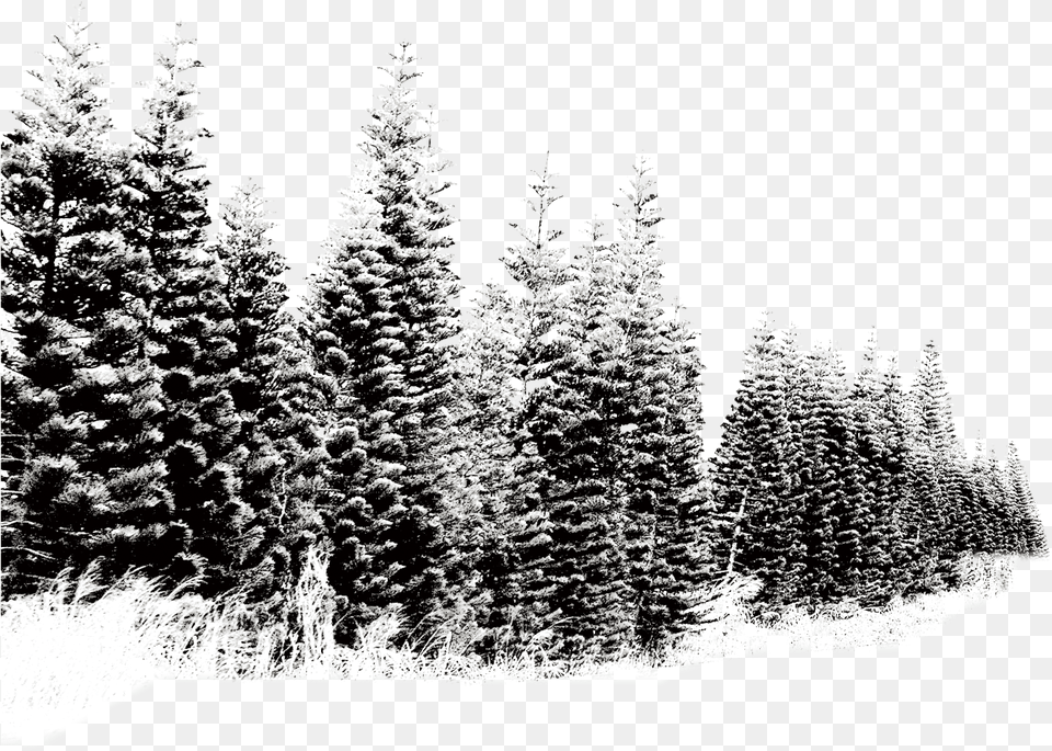 Pine Tree Snow Picture Trees In Snow, Fir, Plant, Conifer, Vegetation Png Image