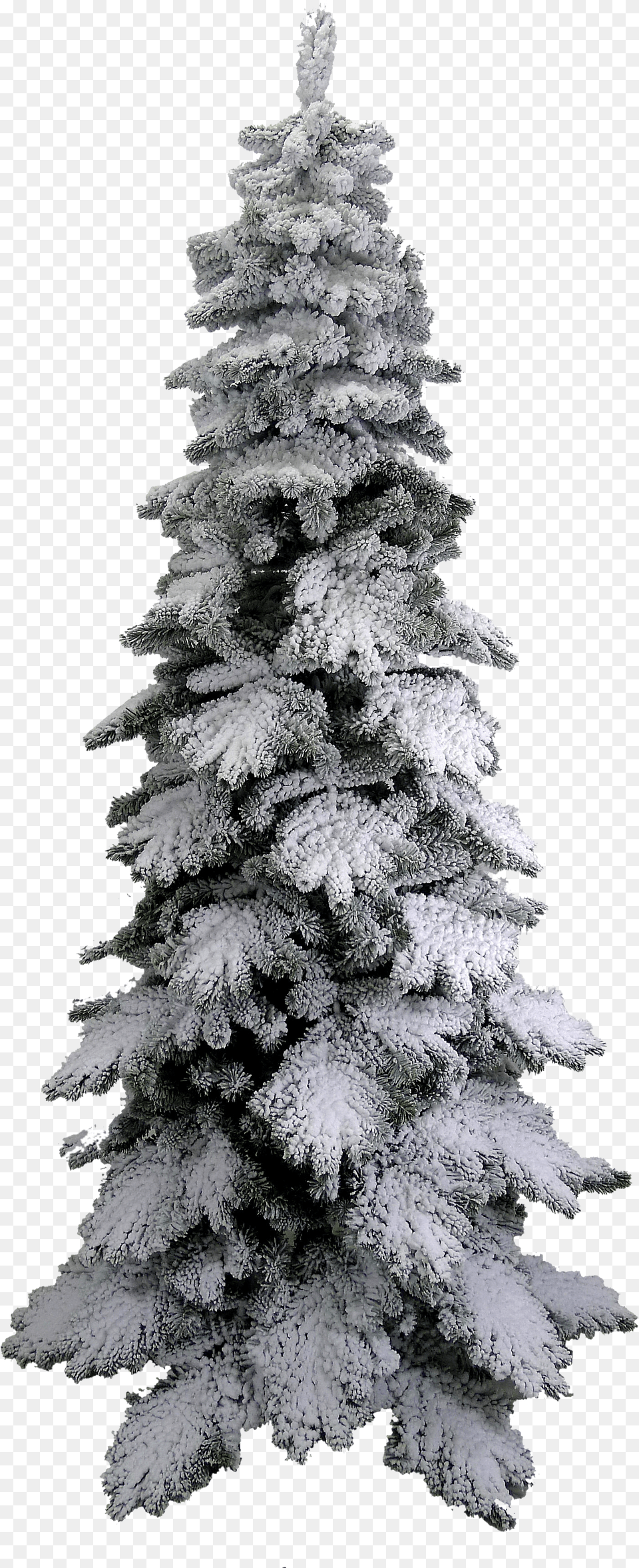 Pine Tree Snow Tree Png