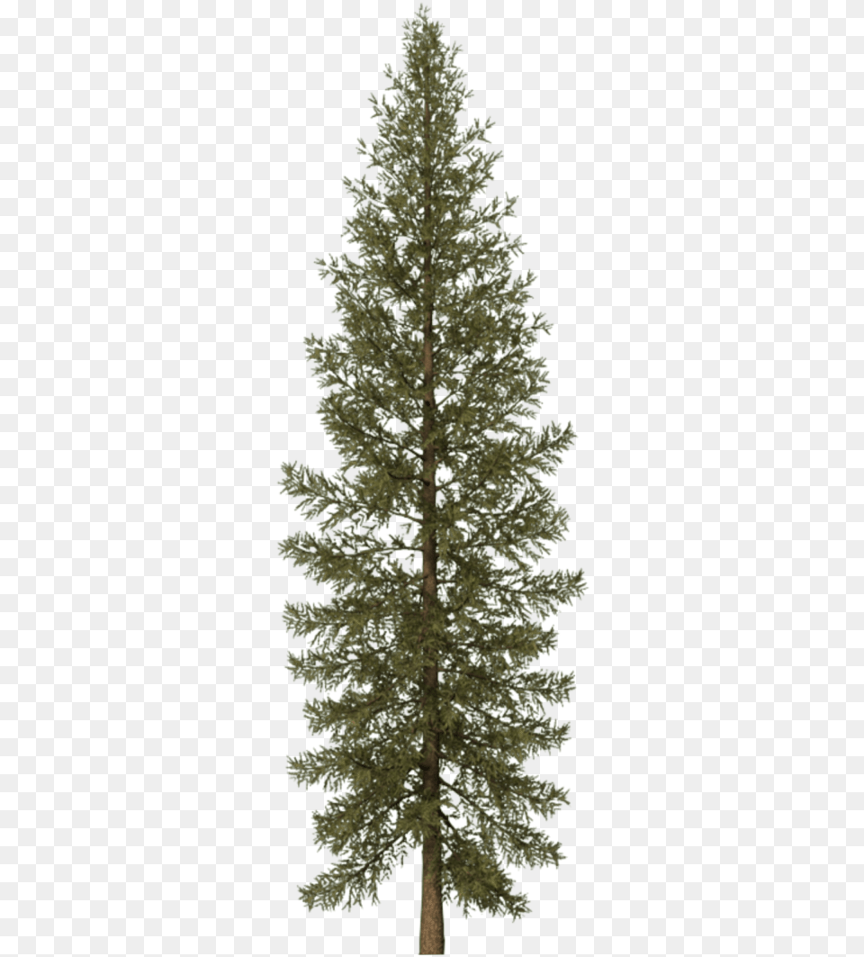 Pine Tree Svg Black And White Transparent Transparent Pine Tree, Fir, Plant, Conifer Png Image