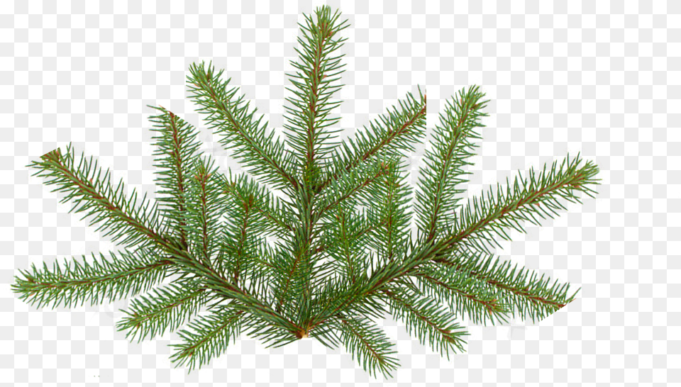 Pine Tree Texture Fir Tree Leaf, Moss, Plant, Fern, Vegetation Png Image