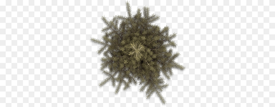 Pine Tree Top View Pine, Plant, Conifer, Moss, Pattern Png Image