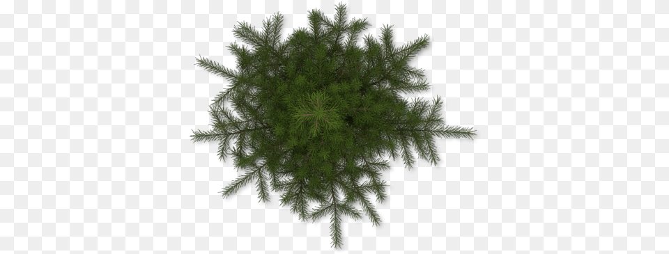 Pine Tree Top View Transparent U0026 Clipart Download Ywd Pine Tree Plan View, Moss, Plant, Pattern, Accessories Png Image