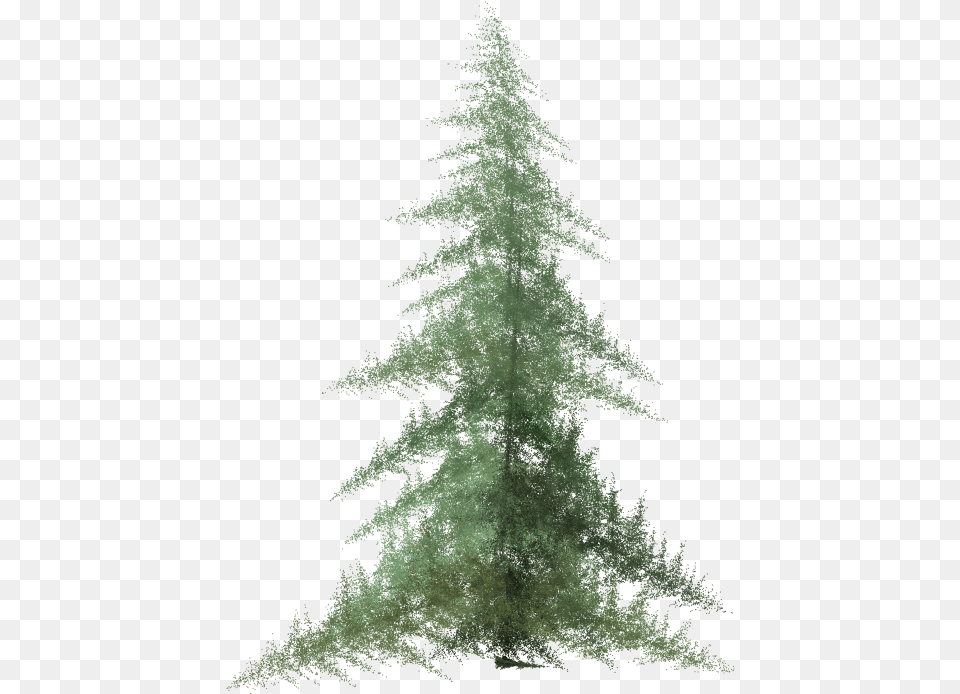 Pine Tree Top View Watercolor Pine Tree, Fir, Plant, Conifer, Person Free Transparent Png