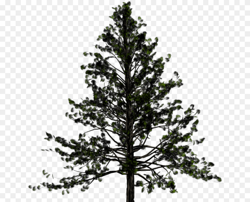 Pine Tree Transparent, Plant, Nature, Night, Outdoors Free Png