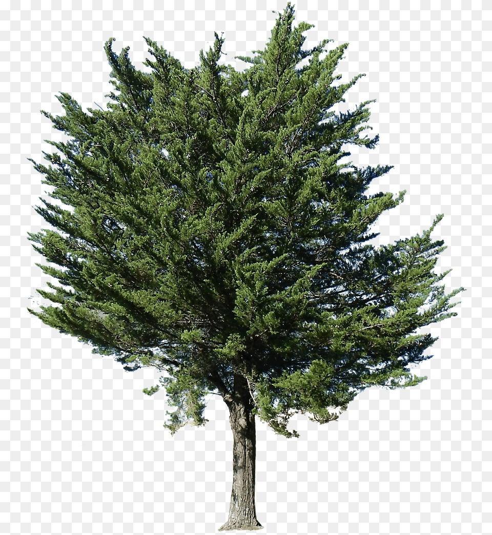 Pine Tree Transparent Alpha Pine Trees, Conifer, Fir, Plant, Tree Trunk Free Png Download