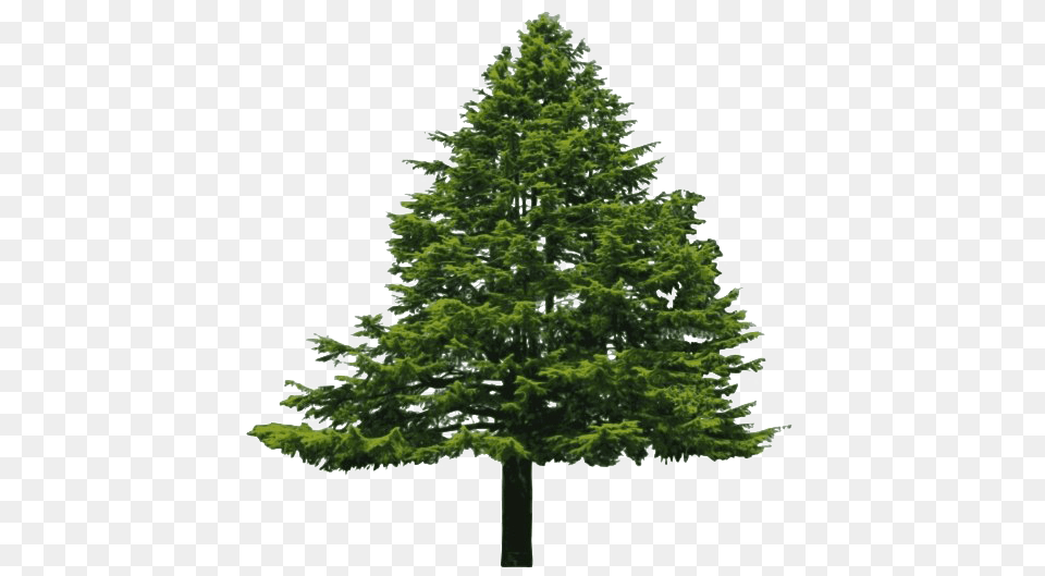 Pine Tree Background, Fir, Plant, Conifer Free Transparent Png