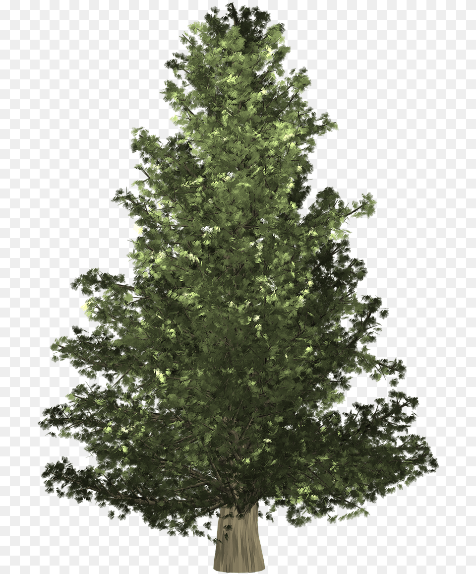 Pine Tree Background Xmas Christmas Day, Plant, Conifer, Oak, Sycamore Free Transparent Png