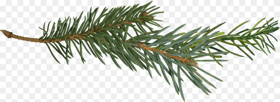 Pine Tree Transparent Pine Branch, Conifer, Fir, Plant, Spruce Png Image