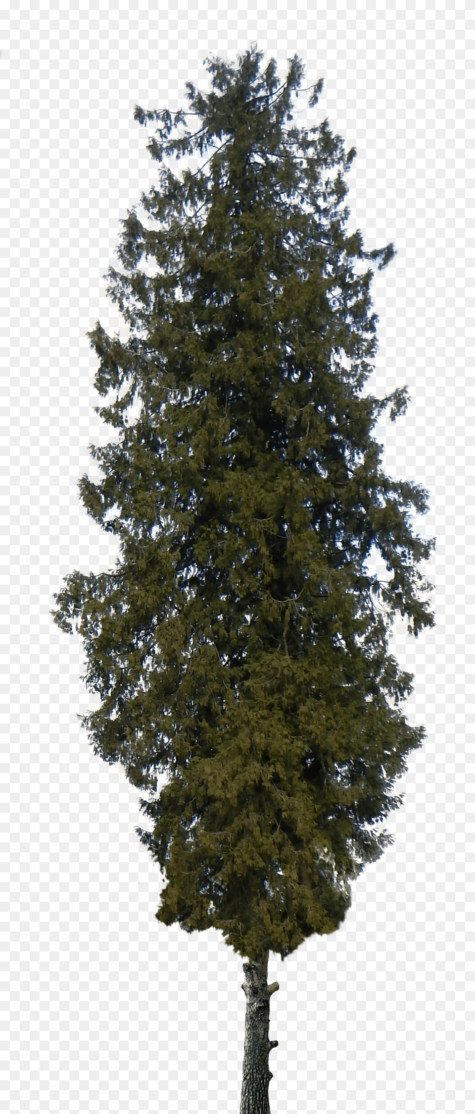 Pine Tree Transparent Pine Trees, Fir, Plant, Conifer, Person Free Png Download