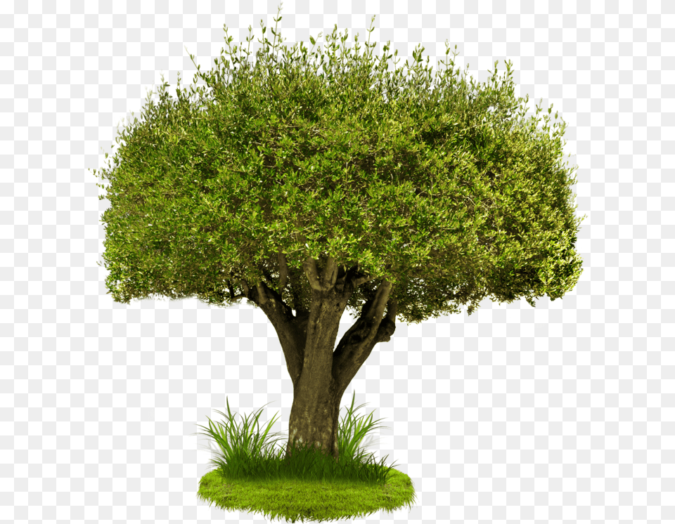 Pine Tree Transparent Transparent Chteau De Saumur, Plant, Tree Trunk, Vegetation, Potted Plant Png Image