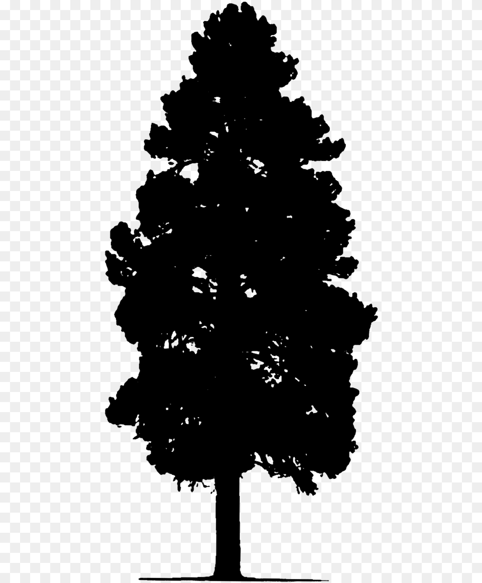 Pine Tree Tree Silhouette, Gray Free Png