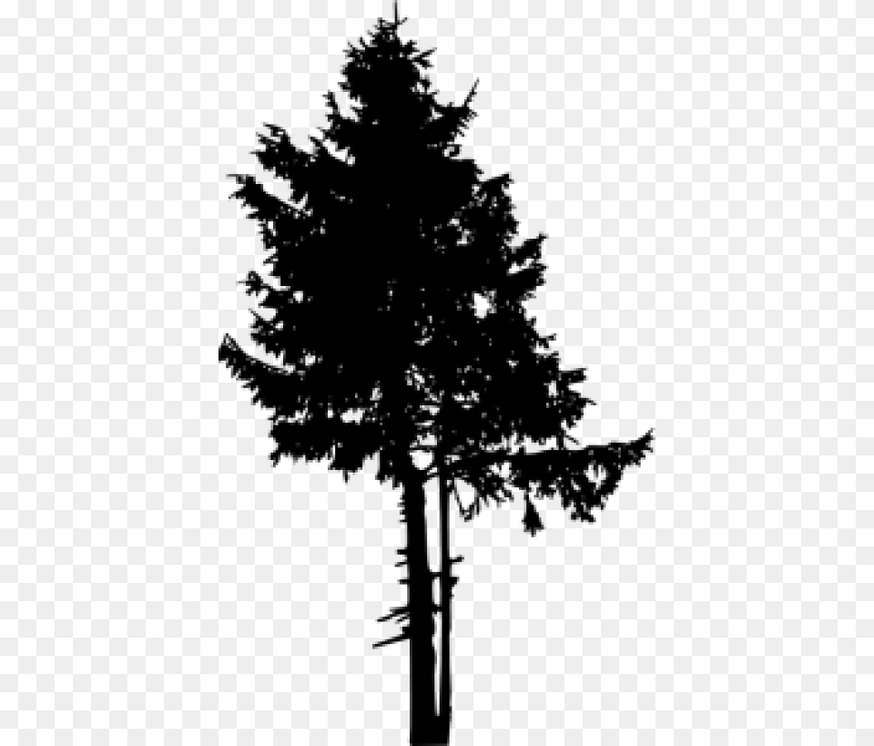 Pine Tree Tree Silhouette Fall, Fir, Plant, Conifer Free Png