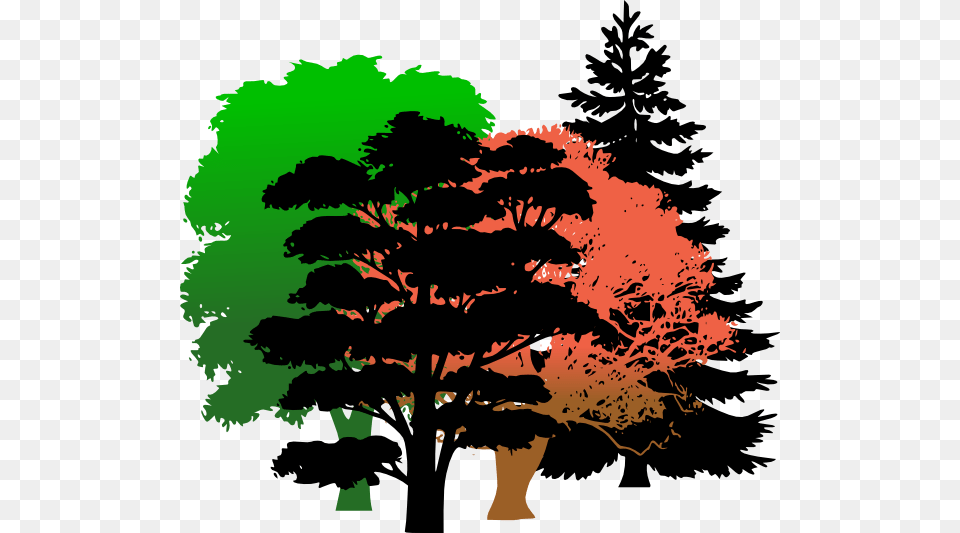 Pine Tree Vector, Plant, Conifer, Vegetation, Art Free Png Download