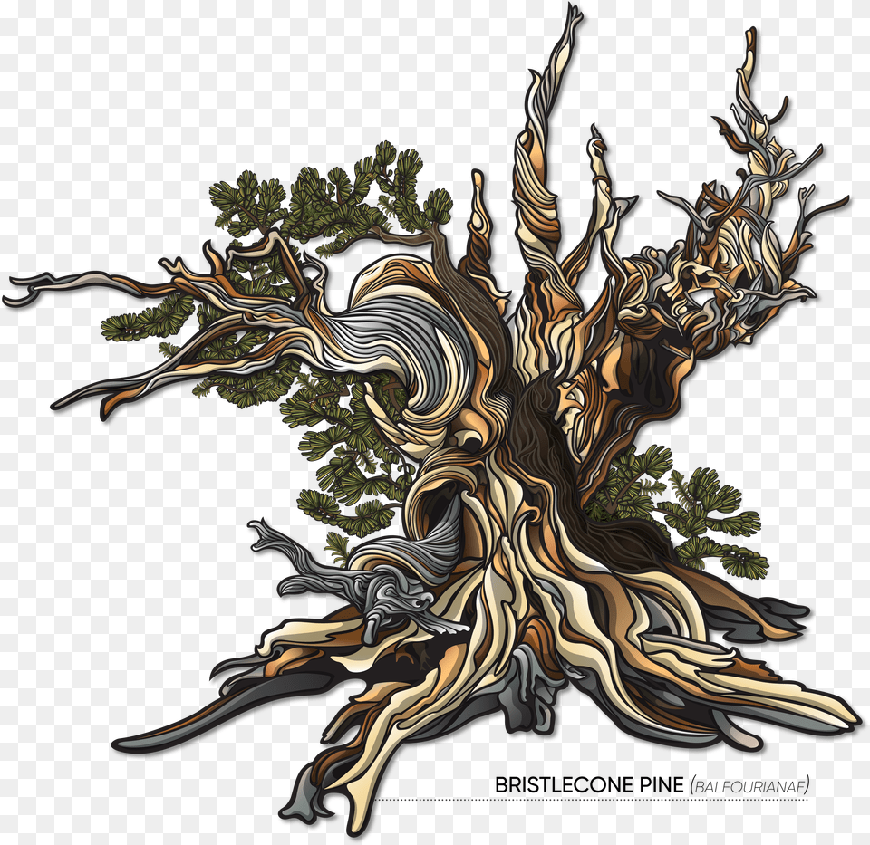 Pine Tree Vector Png Image