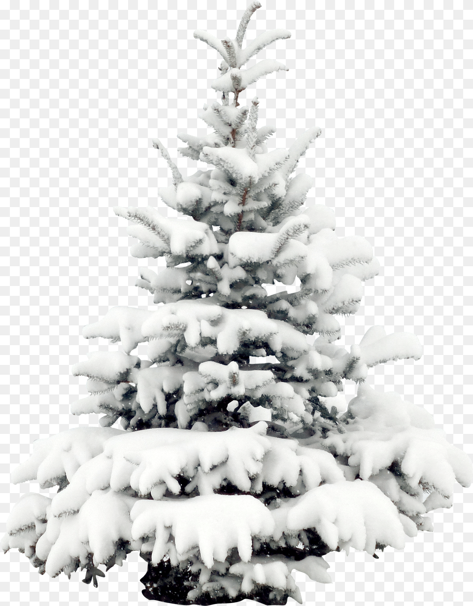 Pine Tree Winter Snow Tree Transparent Background, Fir, Plant, Ice, Nature Free Png Download