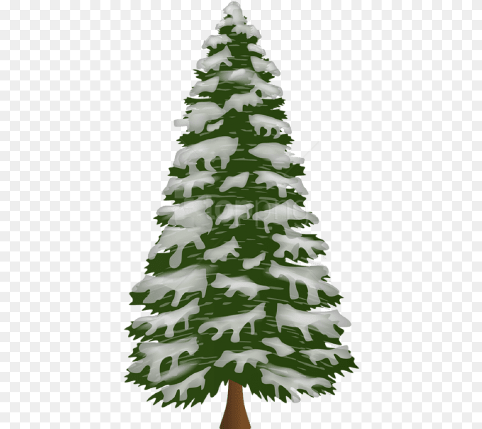 Pine Tree With Snow Snow Pine Tree, Fir, Plant, Wedding, Person Free Transparent Png