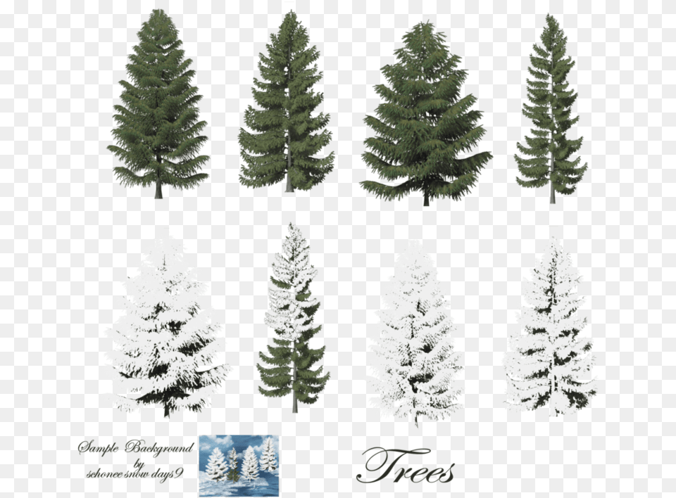 Pine Trees, Fir, Plant, Tree, Conifer Free Png Download