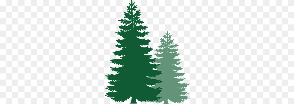 Pine Trees Fir, Plant, Tree, Conifer Free Png