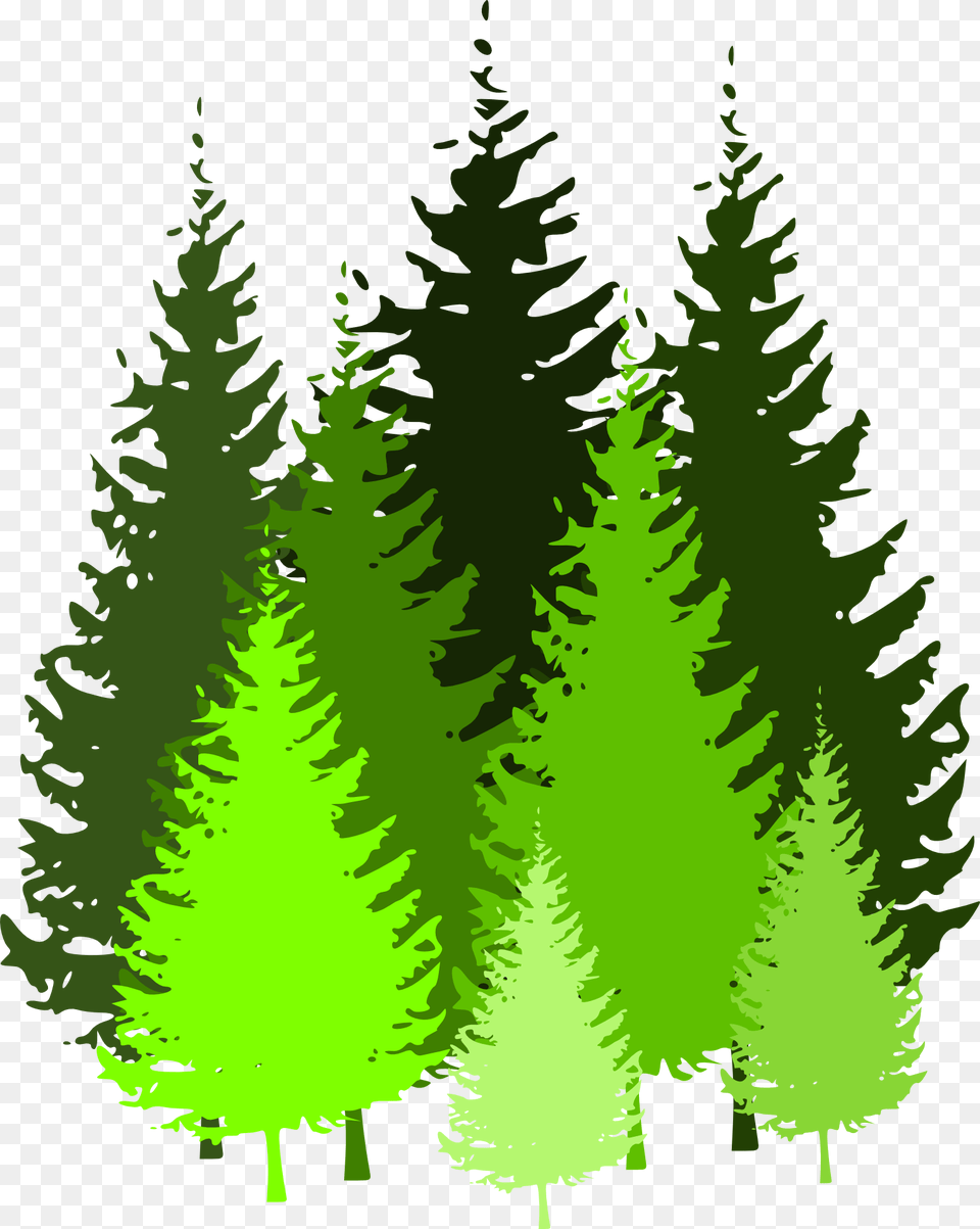 Pine Trees Clip Art, Fir, Green, Plant, Tree Png