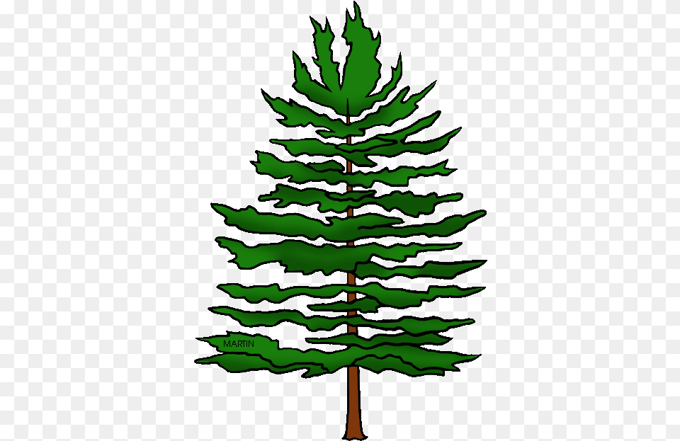 Pine Trees Eastern White Pine Clipart, Fir, Plant, Tree, Leaf Png Image