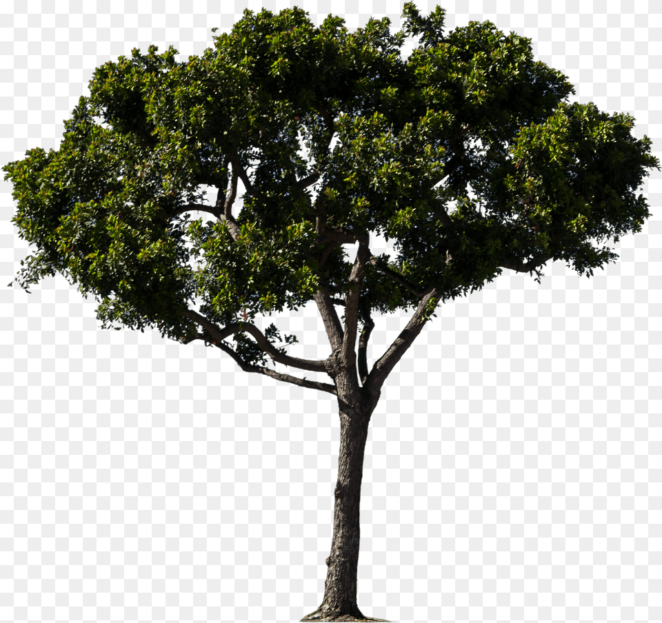 Pine Trees Google Free Transparent Png