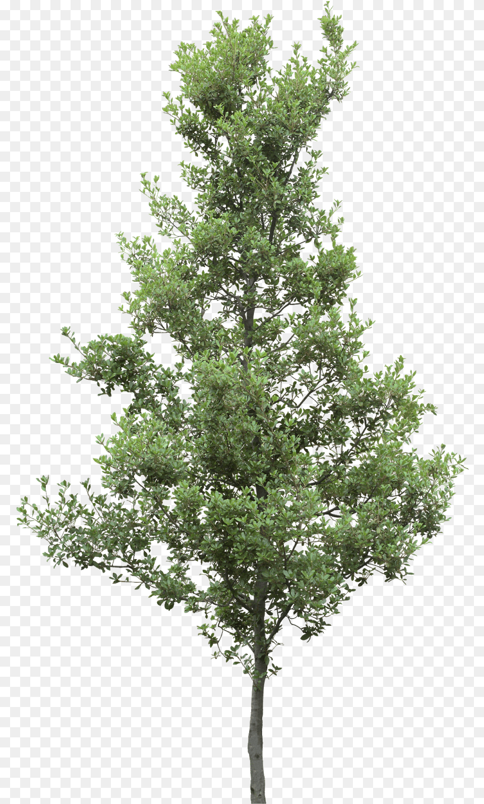 Pine Trees Hd Pictures Vhvrs Lumion Pine Tree, Conifer, Plant, Fir Free Png