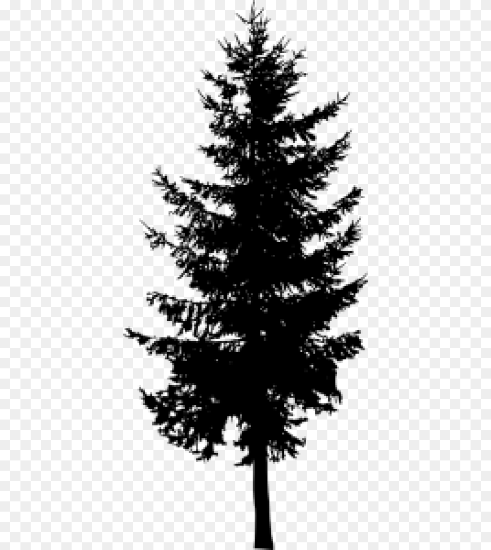 Pine Trees Silhouette Spruce Tree Silhouette, Gray Free Transparent Png