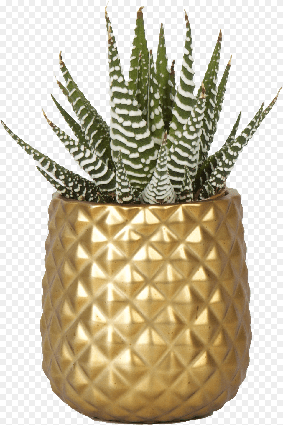 Pineapple, Jar, Plant, Planter, Potted Plant Free Png Download