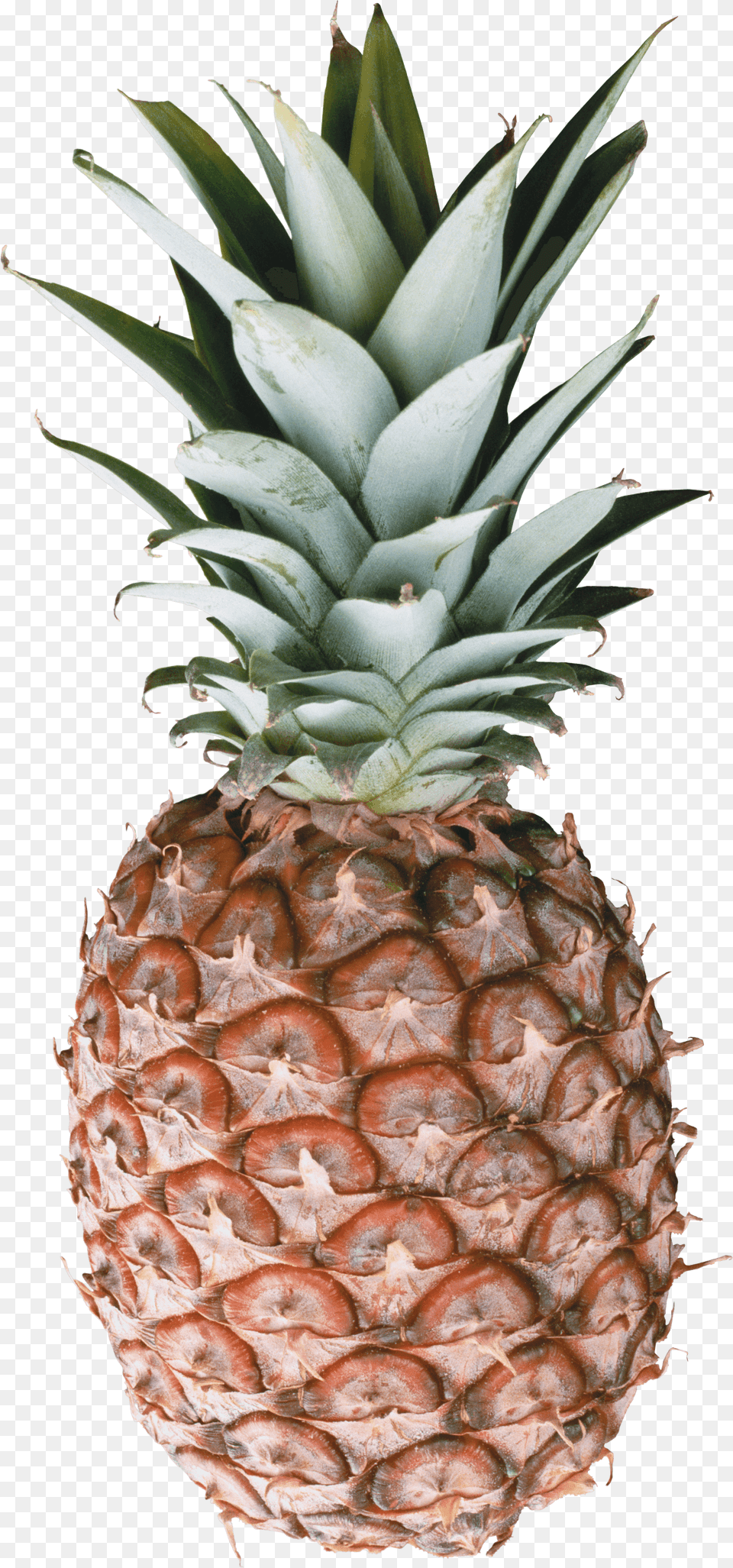 Pineapple, Food, Fruit, Plant, Produce Free Png Download