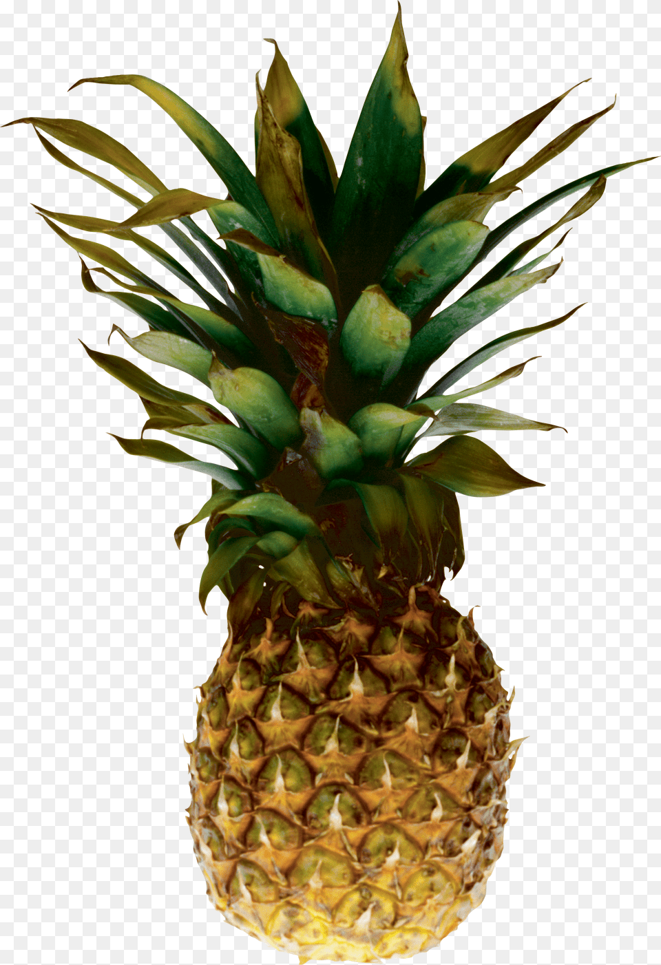 Pineapple Free Png Download