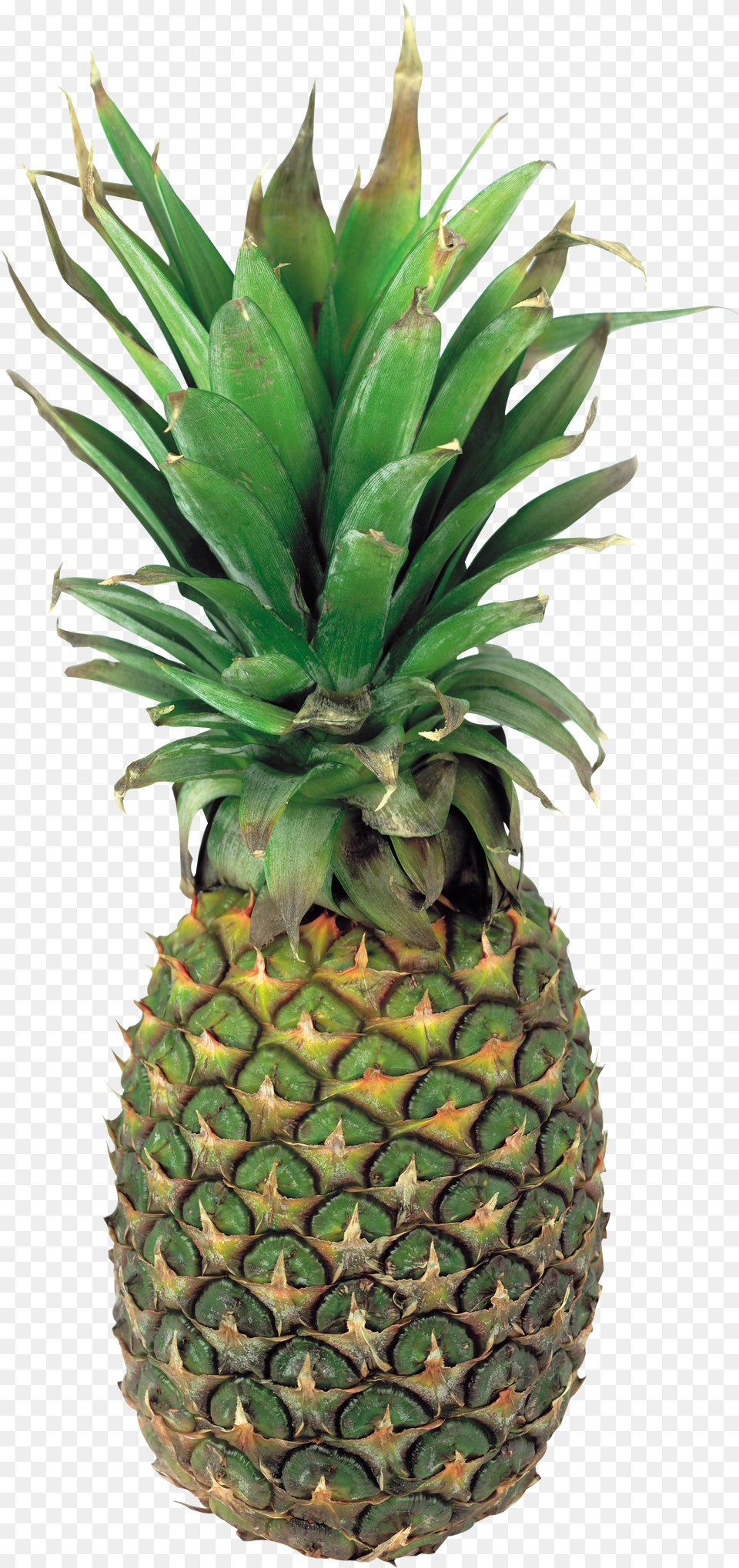Pineapple Free Transparent Png