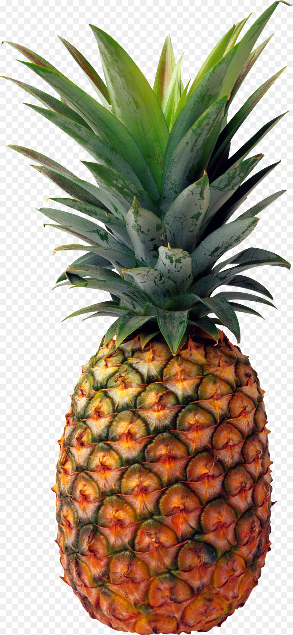 Pineapple Free Png