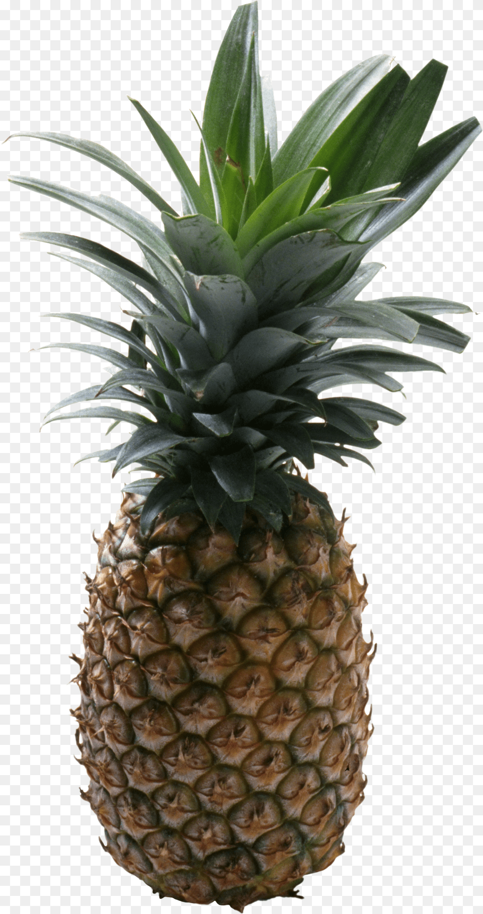 Pineapple, Food, Fruit, Plant, Produce Free Transparent Png