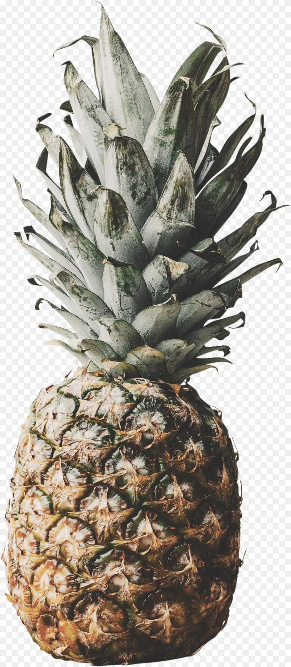 Pineapple Png Image