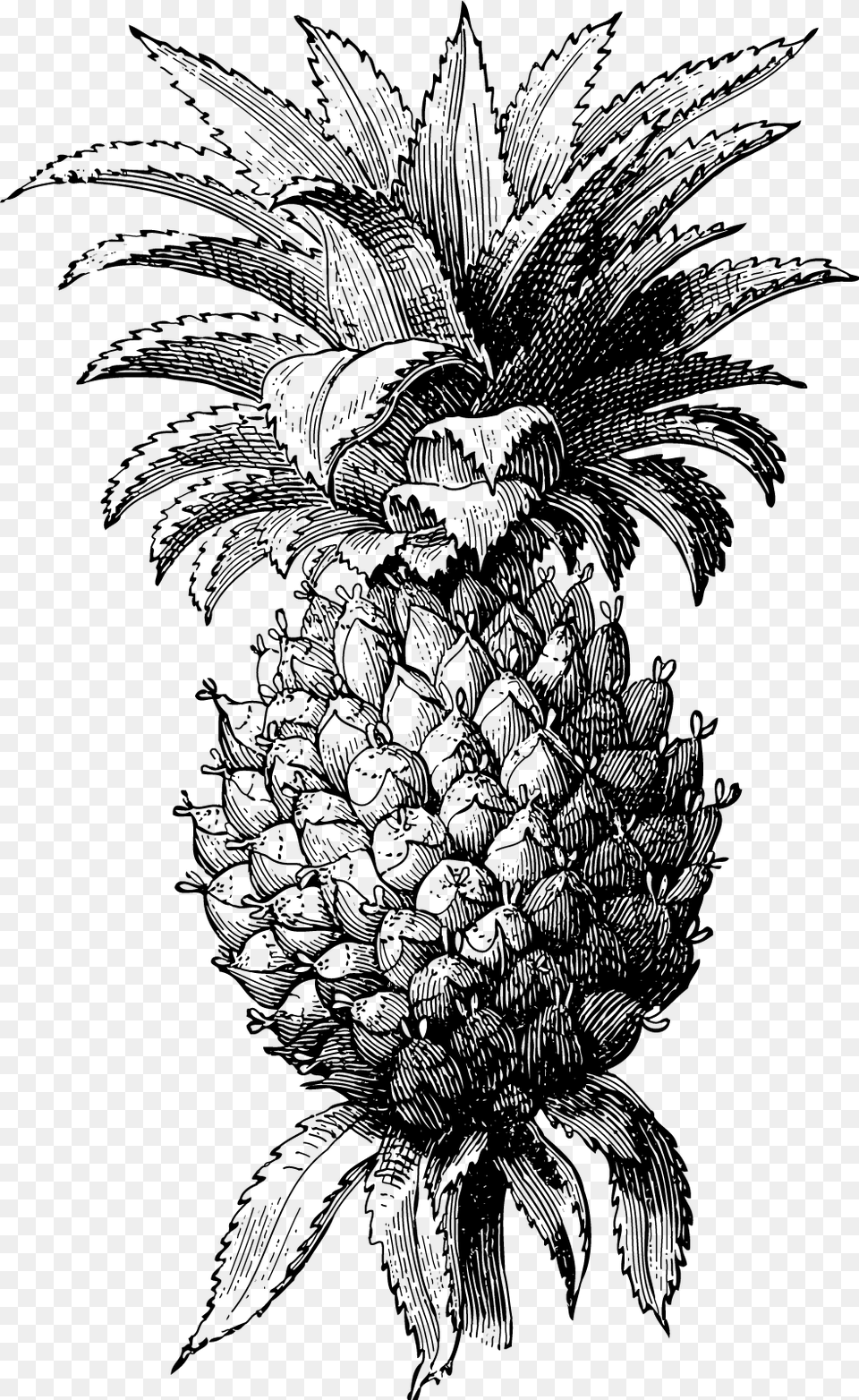 Pineapple, Gray Png Image