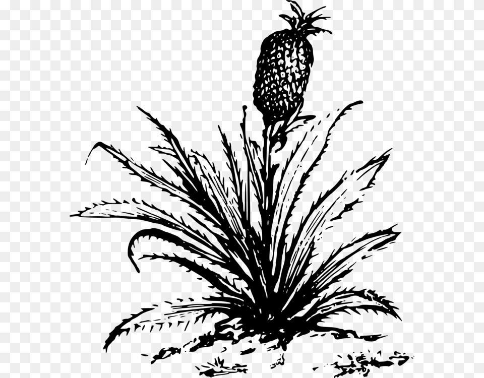 Pineapple Drawing Cartoon Plants, Gray Free Png