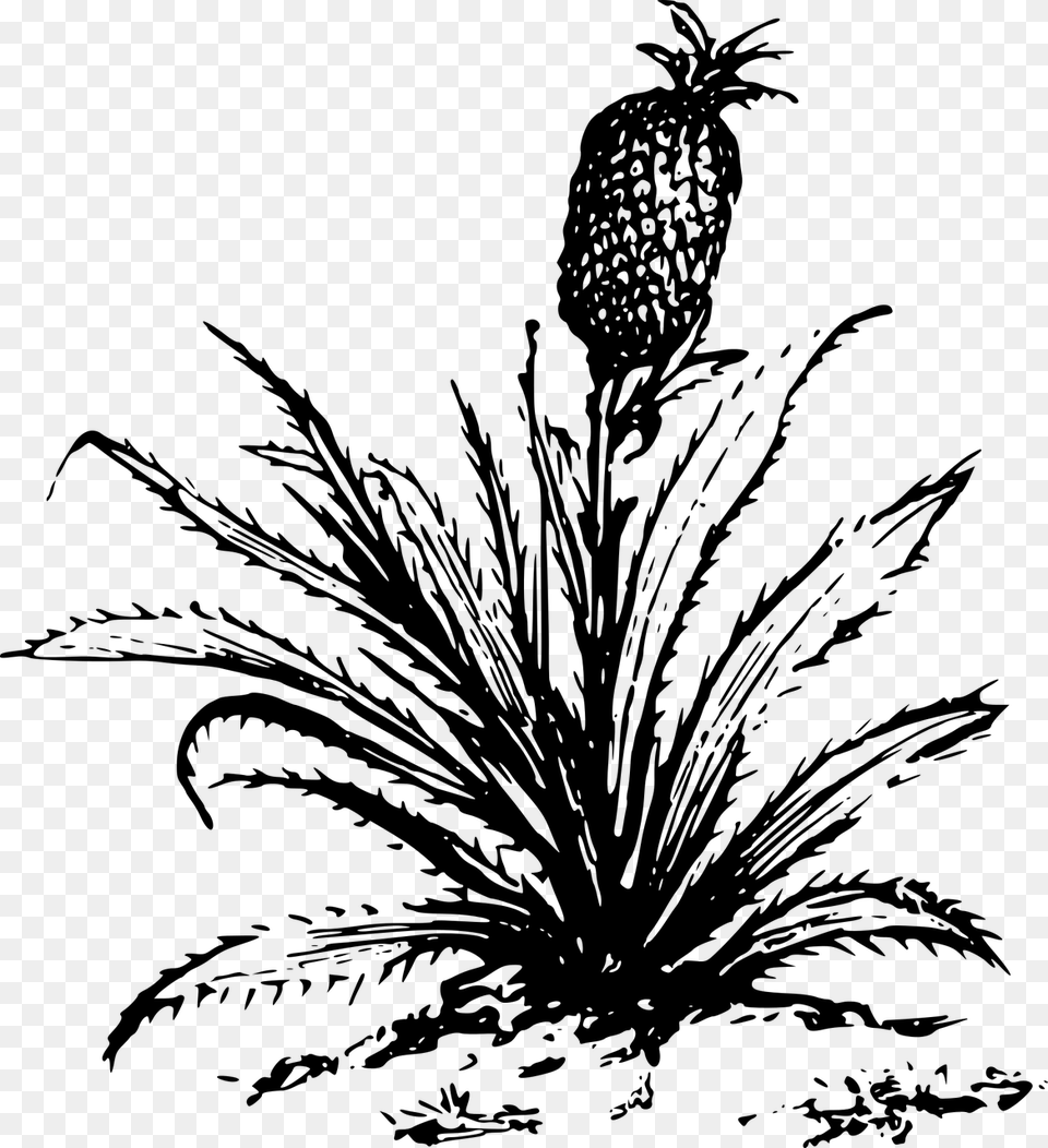 Pineapple Drawing Cartoon Plants Big Plants Clip Art Black And White, Gray Free Transparent Png
