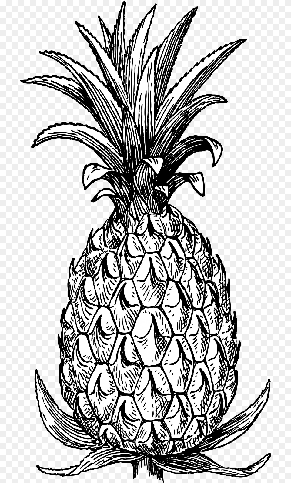 Pineapple Drawing Stock Photo Public Domain Pictures Pineapple, Produce, Food, Fruit, Plant Free Png