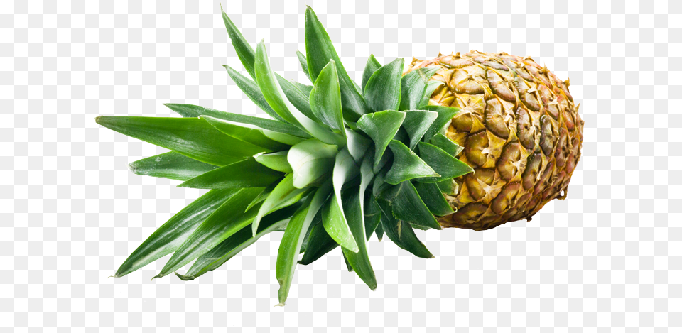 Pineapple Golden Sweet Md2 Ci Coindex Sa Fruits Of Ananas, Food, Fruit, Plant, Produce Free Transparent Png