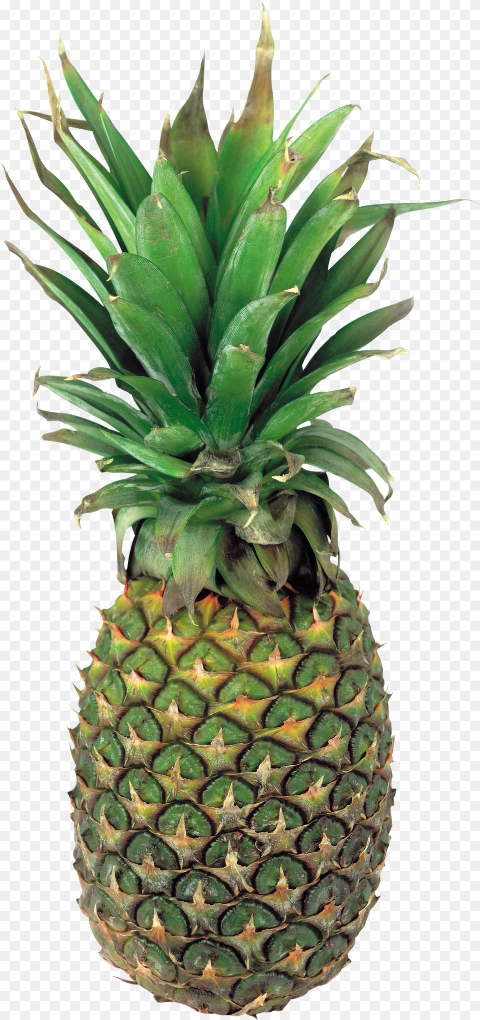 Pineapple Image Green Pineapple Free Png Download