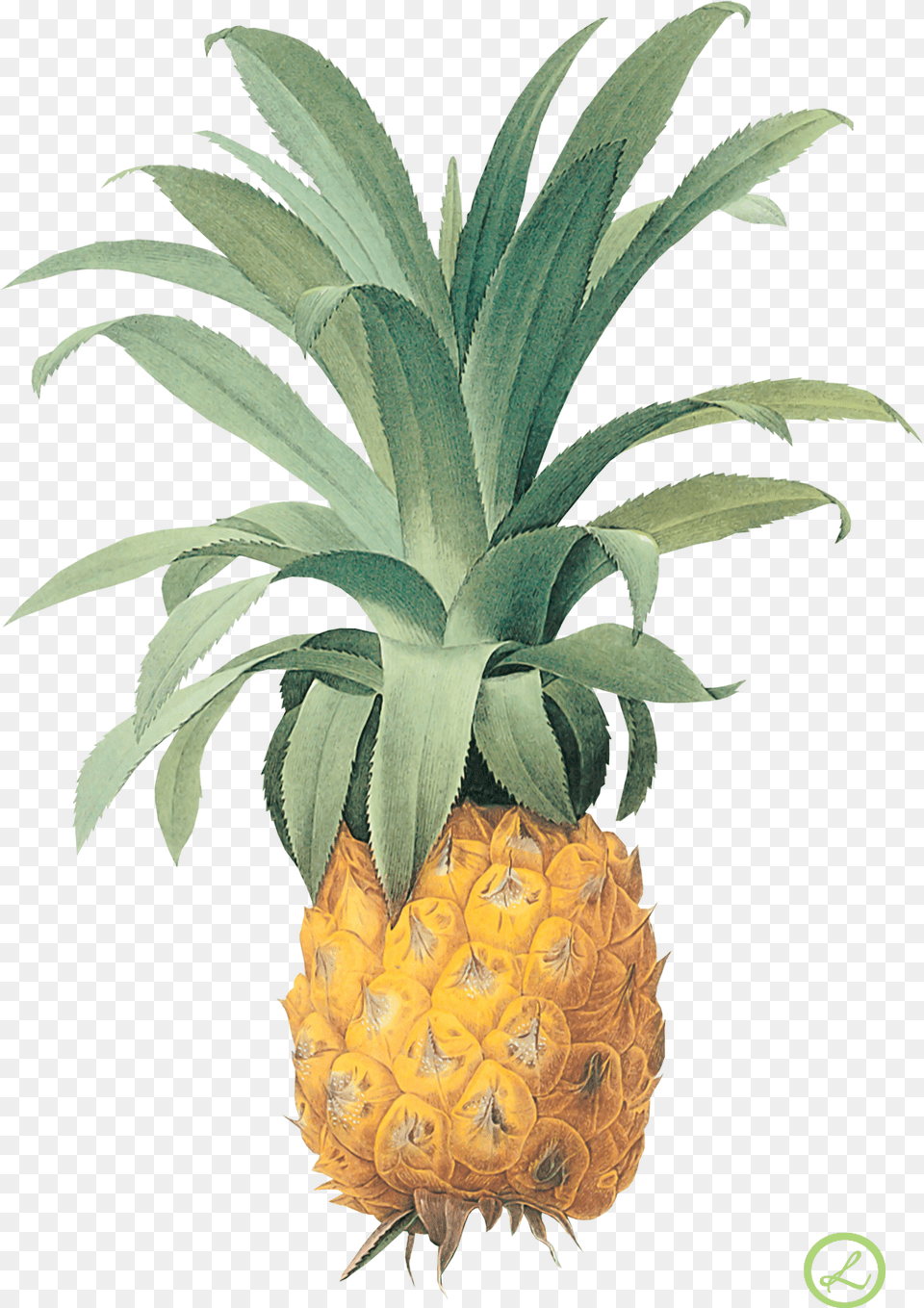 Pineapple Image Download Vintage Pineapple Botanical, Food, Fruit, Plant, Produce Free Transparent Png
