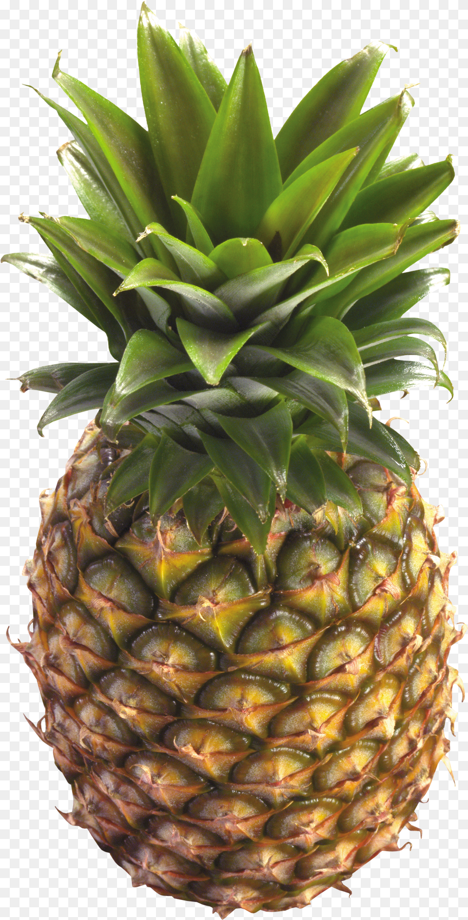 Pineapple Images Pictures Download Pineapple With No Background Free Transparent Png