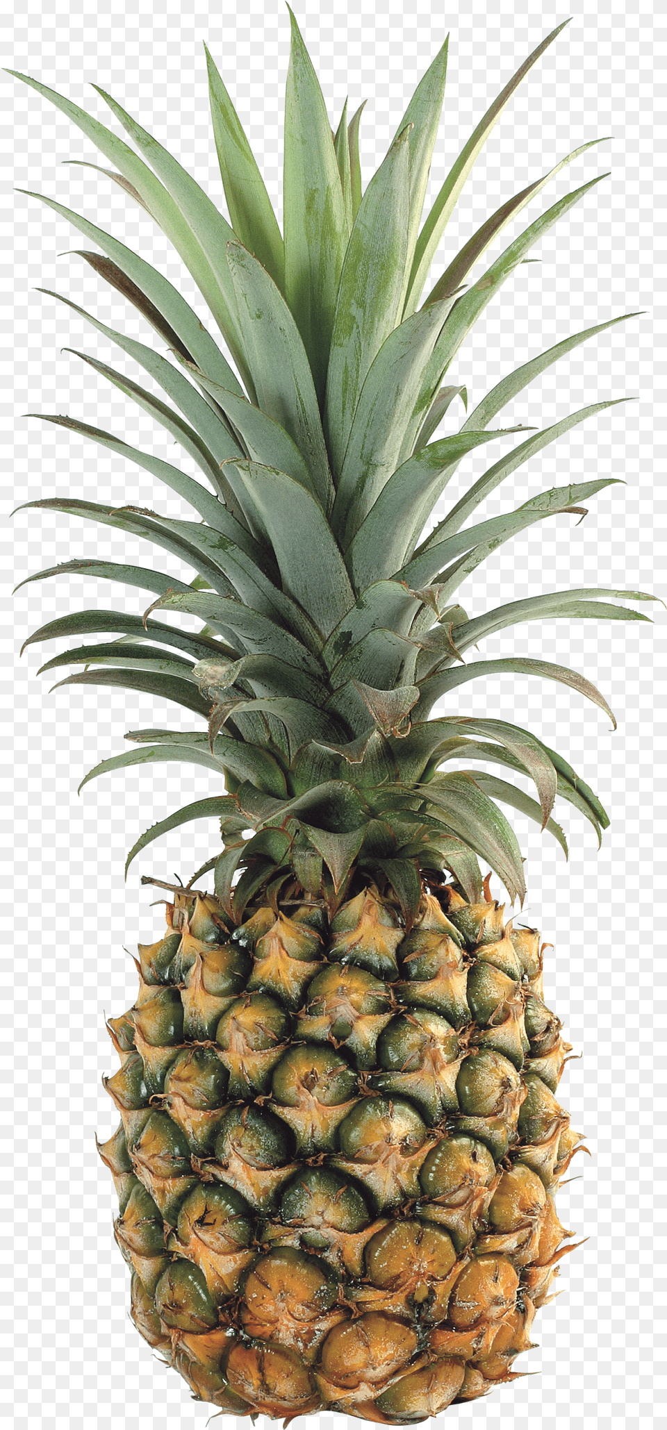 Pineapple Images Pictures Download Svg Pineapple Free Transparent Png