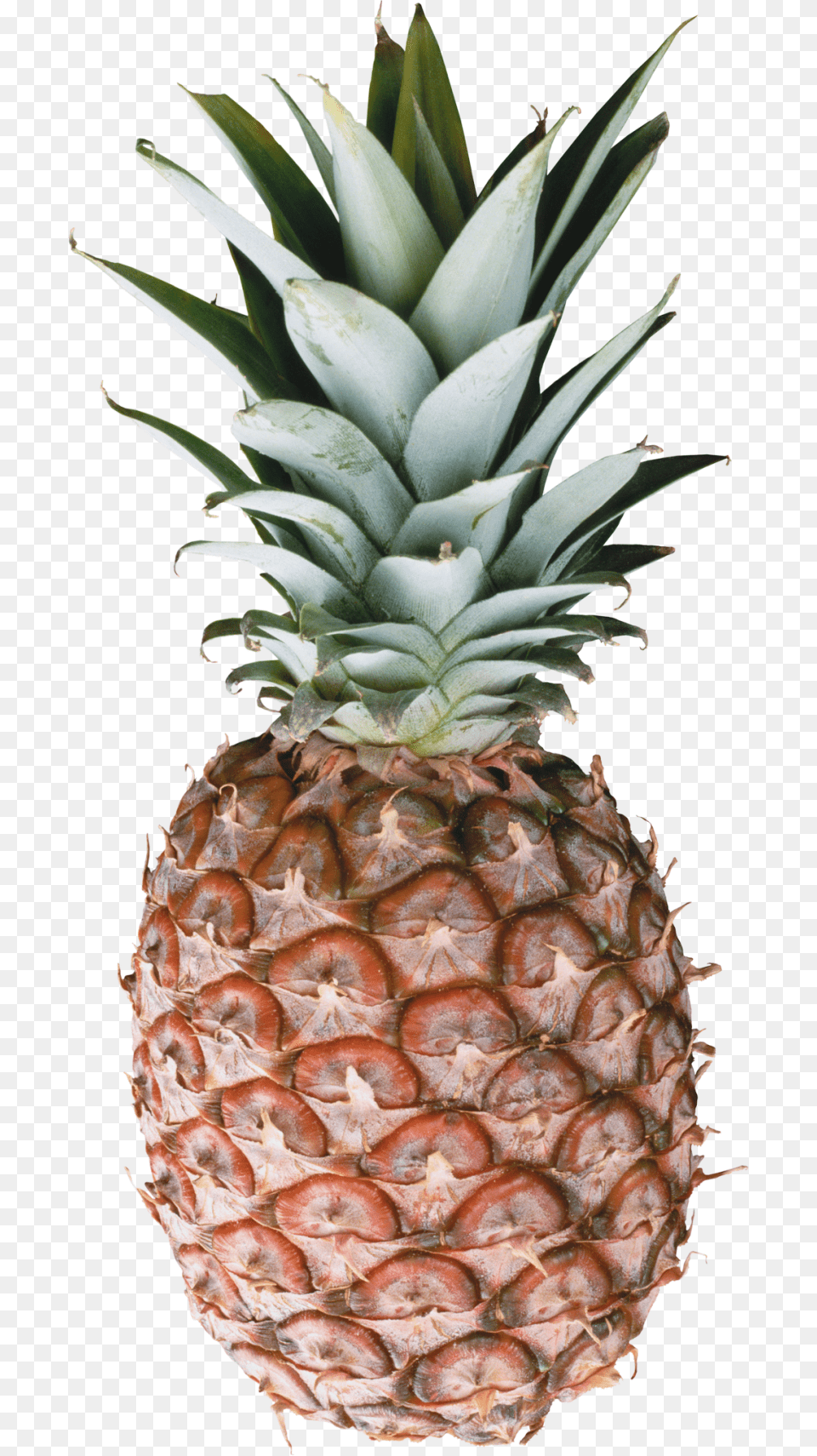 Pineapple Pineapple Image Download, Food, Fruit, Plant, Produce Free Png