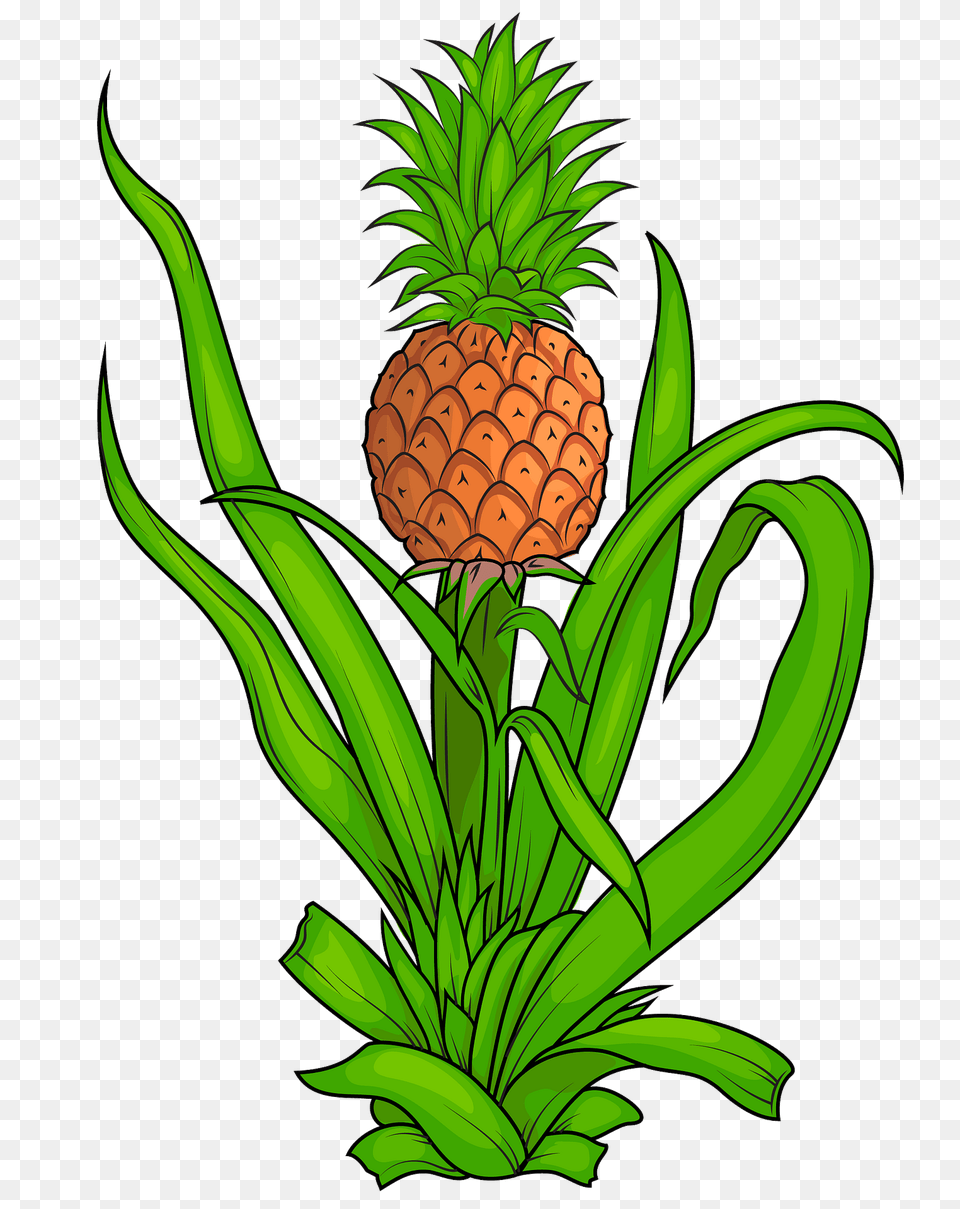 Pineapple Plant Clipart, Food, Fruit, Produce Png