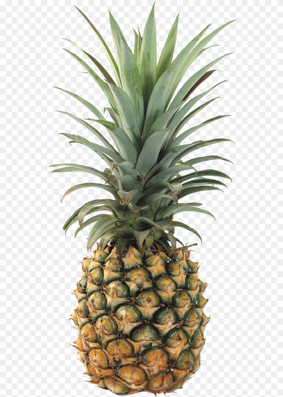 Pineapple Transparent Background Pineapple Transparent Background, Food, Fruit, Plant, Produce Png Image